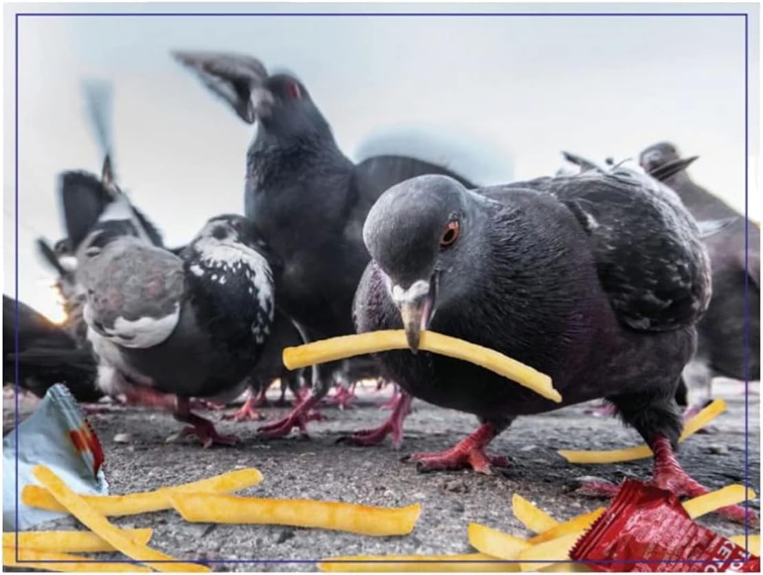 Lovely Birds Prank Puzzle, 300 Piece Jigsaw Puzzle for Adults