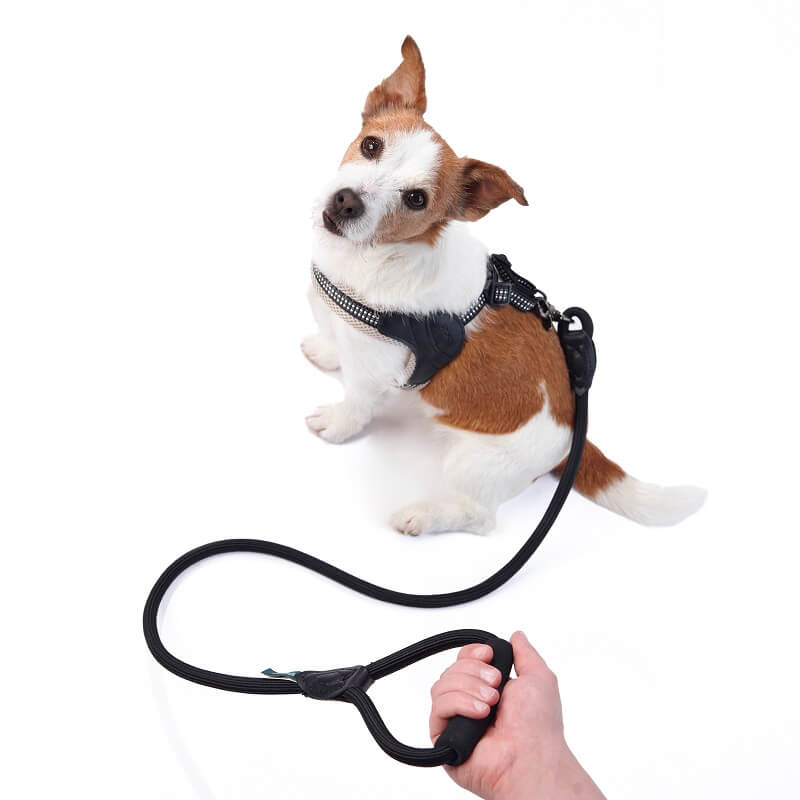 leash with good grip