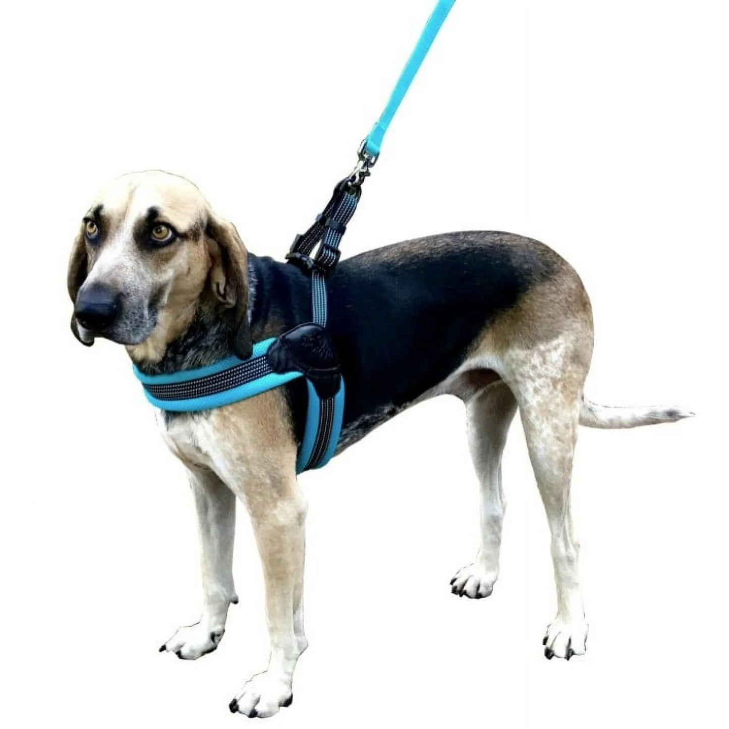 Spoon Easy Fit Dog Harness, Blue 24/CT