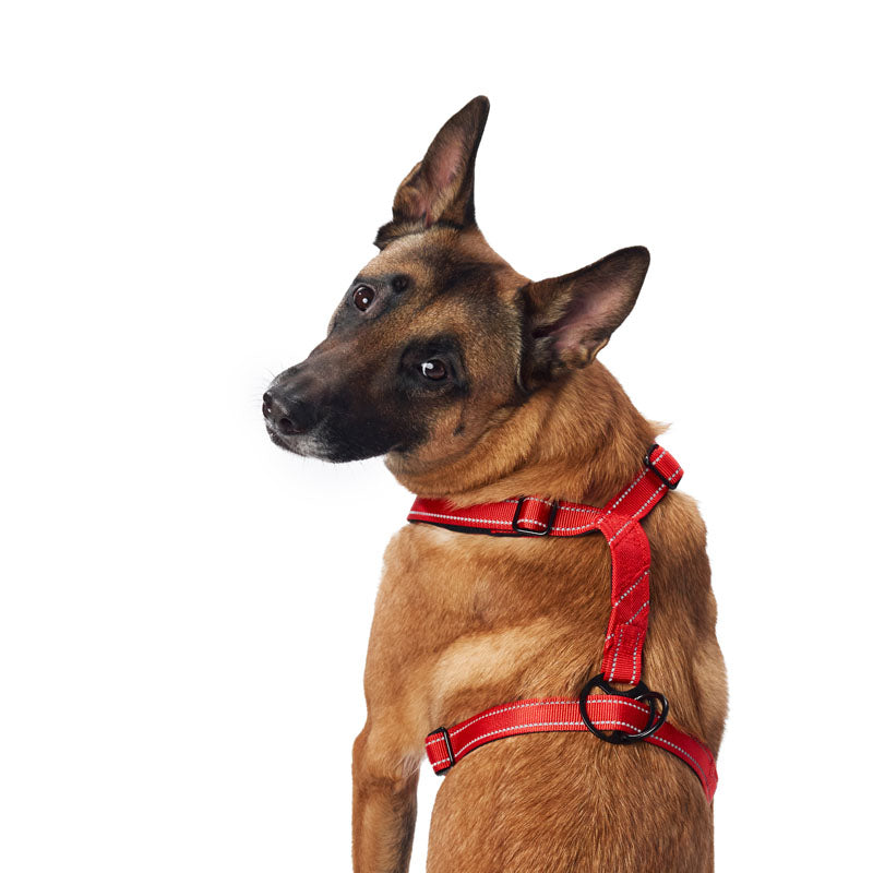 wholesale pet supplies 