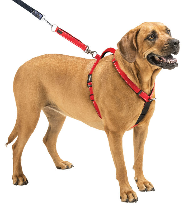 Strong harness for big dogs