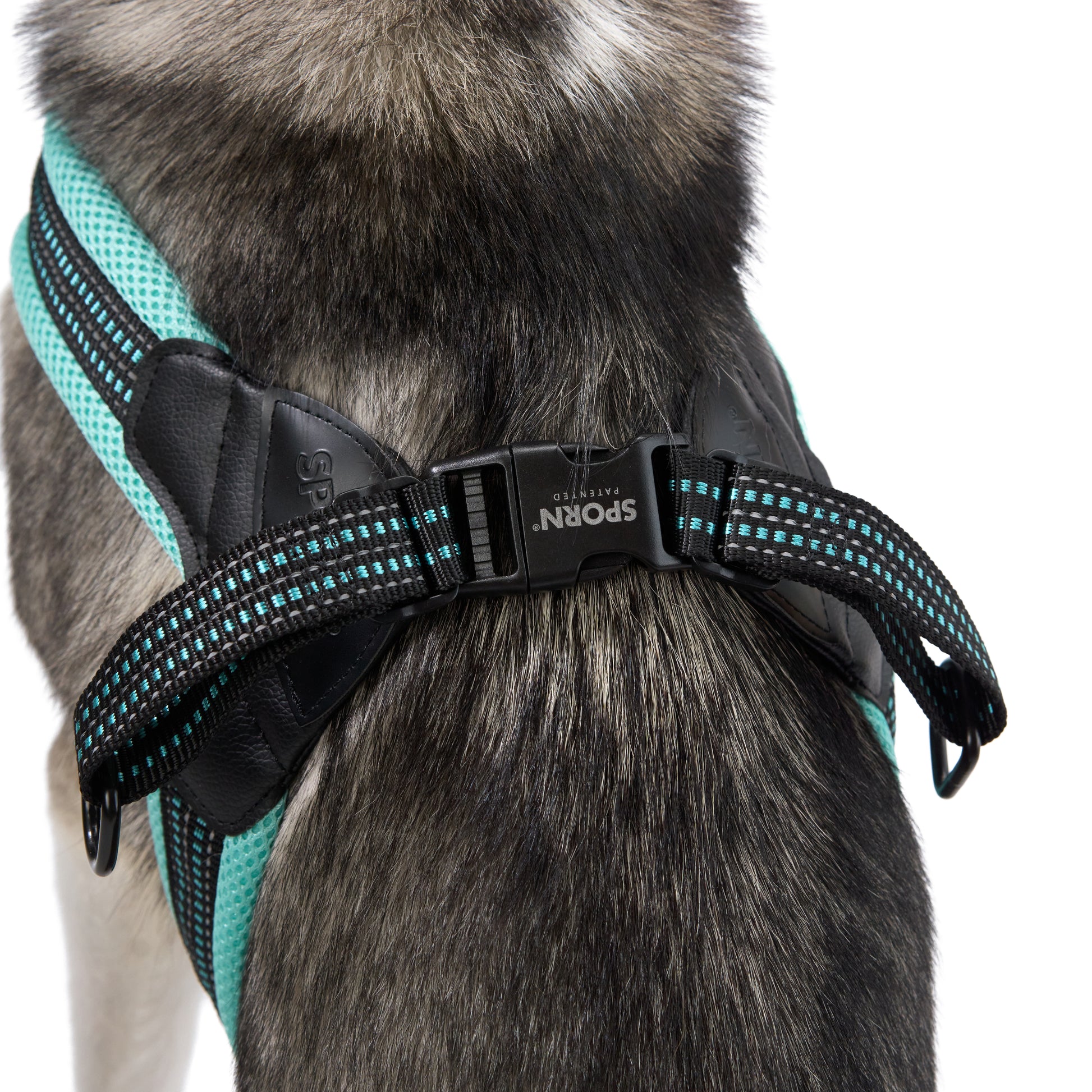 best harness for huskies 