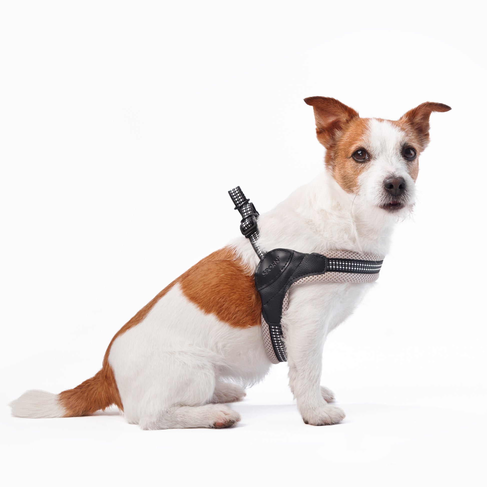 brand name dog harness for night walks